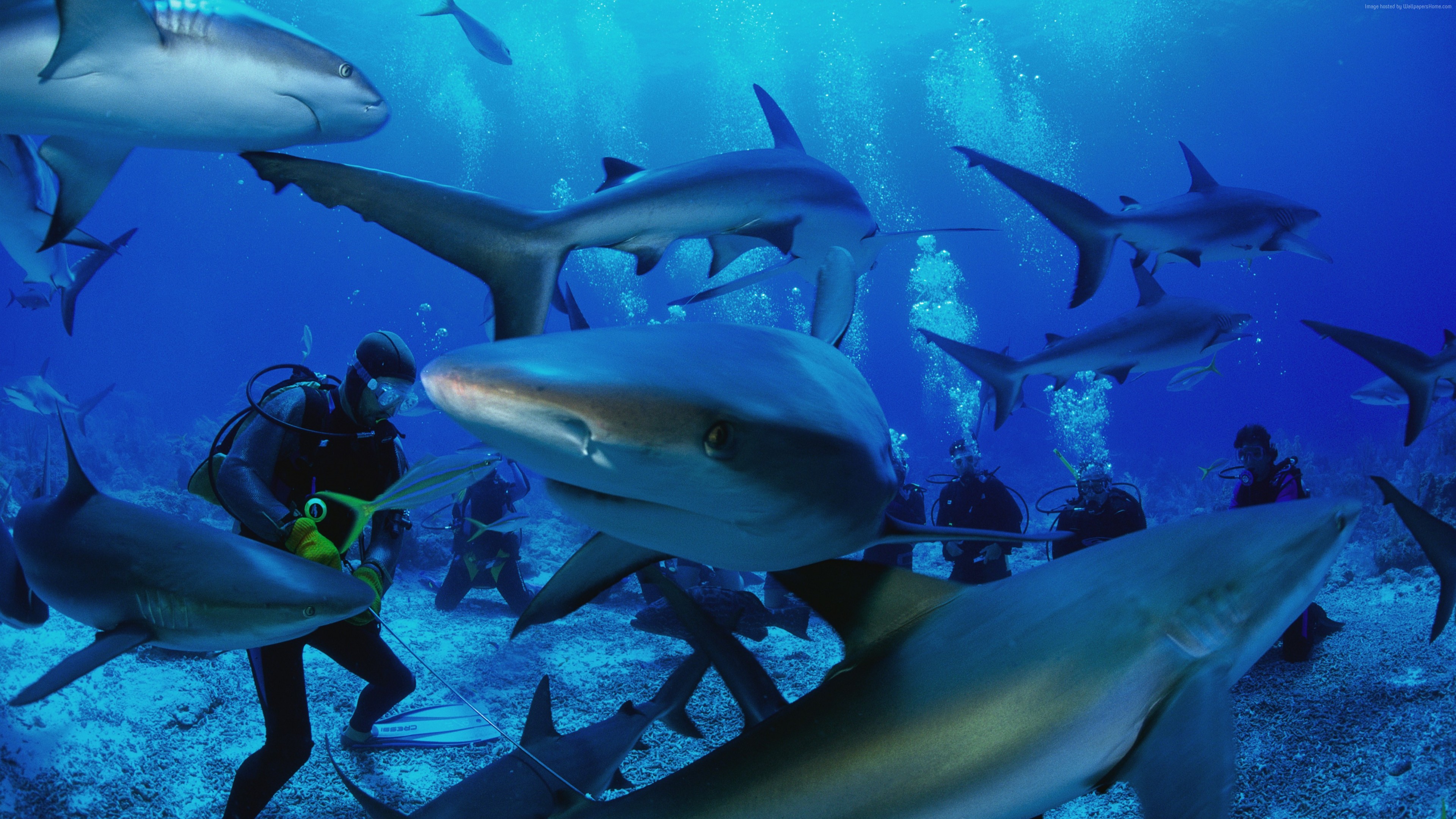Wallpaper Similan Islands, 5k, 4k wallpaper, Thailand, diving, shark, booking, rest, travel, vacation, ocean, beach, World&